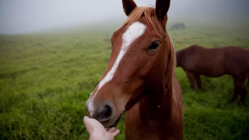 The Pros and Cons of Feeding Horses Oats