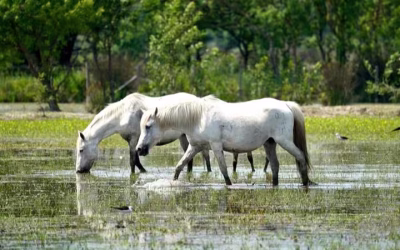 Camargue Horses and Their Life in the French Wetlands