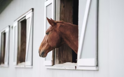 How to Keep a Horse on Box Rest Happy and Healthy